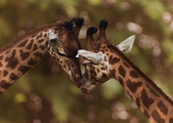 The Ultimate Collection of Funny Quotes to Make You Laugh: 25 Gems